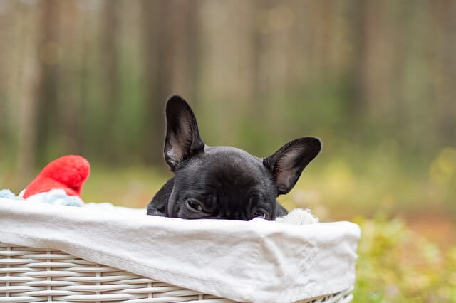 ? Treppenlift für Hunde » Informationen zu Preisen &amp; Kosten